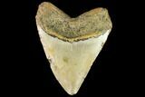Fossil Megalodon Tooth - North Carolina #109804-2